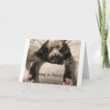 Henry Cat erzielt bald gute Ermutigung oder Beilei