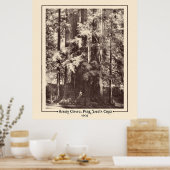 Henry Cowell Park, Santa Cruz, Kalifornien 1903 Poster (Küche)