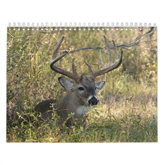 Henrys wild lebende Tiere 2008 - besonders Kalender