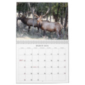 Henrys wild lebende Tiere 2008 - besonders Kalender (Mär 2026)
