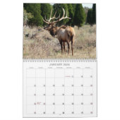Henrys wild lebende Tiere 2008 - besonders Kalender (Jan 2026)