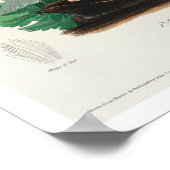 Henslow's Bunting by Audubon Poster (Ecke)