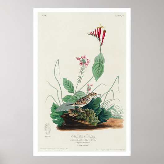 Henslow's Bunting by Audubon Poster (Vorne)