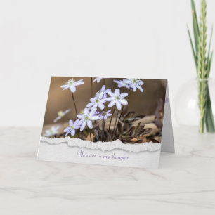 Hepatica-Wildblume Karte