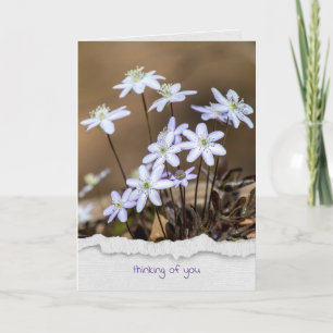 Hepatica-Wildblume Karte