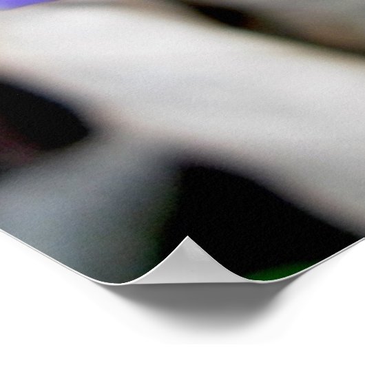 Hepatica-Wildblume-Poster Poster (Ecke)