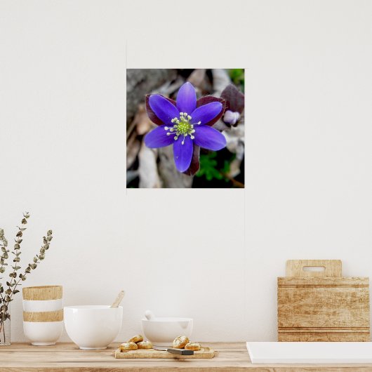 Hepatica-Wildblume-Poster Poster (Küche)