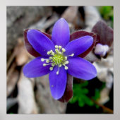 Hepatica-Wildblume-Poster Poster (Vorne)