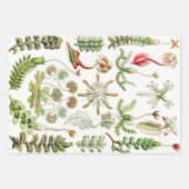 Hepaticae Lebermoose von Ernst Haeckel Geschenkpapier Set (Vorderseite 3)