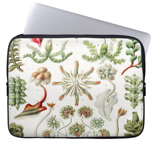 Hepaticae Lebermoose von Ernst Haeckel Laptopschutzhülle (Vorderseite)