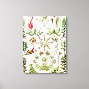 Hepaticae Lebermoose von Ernst Haeckel Leinwanddruck