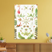 Hepaticae Lebermoose von Ernst Haeckel Leinwanddruck (Insitu (Wohnzimmer))