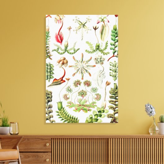 Hepaticae Lebermoose von Ernst Haeckel Leinwanddruck (Insitu (Wohnzimmer))