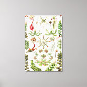 Hepaticae Lebermoose von Ernst Haeckel Leinwanddruck (Vorderseite)