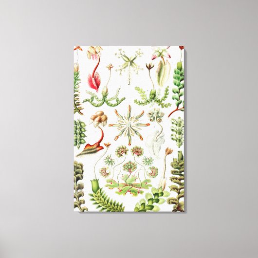 Hepaticae Lebermoose von Ernst Haeckel Leinwanddruck (Vorderseite)