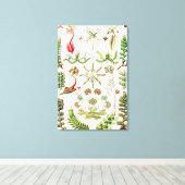 Hepaticae Lebermoose von Ernst Haeckel Leinwanddruck (Insitu (Holzboden))