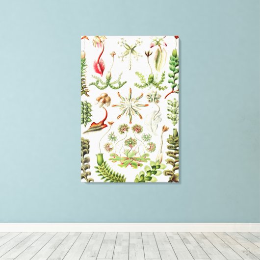 Hepaticae Lebermoose von Ernst Haeckel Leinwanddruck (Insitu (Holzboden))