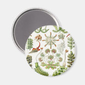 Hepaticae Lebermoose von Ernst Haeckel Magnet (Vorderseite/Rückseite)