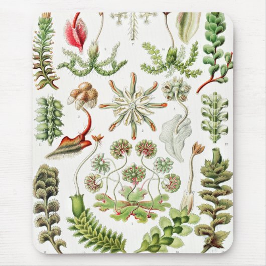 Hepaticae Lebermoose von Ernst Haeckel Mousepad (Vorne)