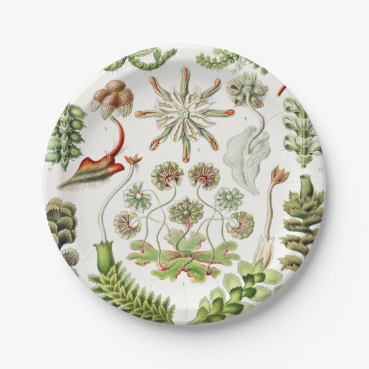 Hepaticae Lebermoose von Ernst Haeckel Pappteller (Vorderseite)