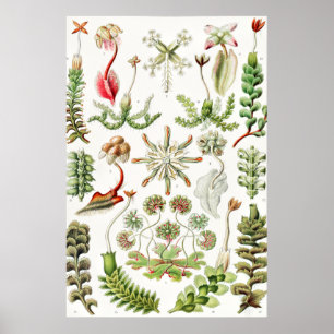 Hepaticae Lebermoose von Ernst Haeckel Poster