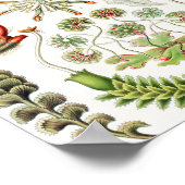 Hepaticae Lebermoose von Ernst Haeckel Poster (Ecke)