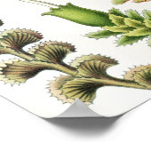 Hepaticae Lebermoose von Ernst Haeckel Poster (Ecke)
