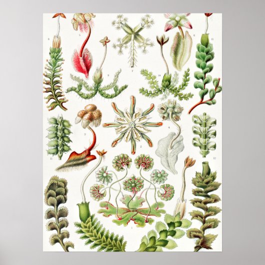 Hepaticae Lebermoose von Ernst Haeckel Poster (Vorne)