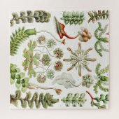 Hepaticae Lebermoose von Ernst Haeckel Puzzle (Horizontal)
