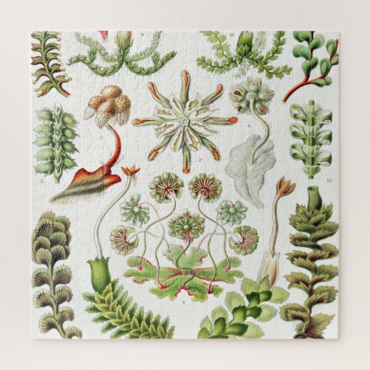 Hepaticae Lebermoose von Ernst Haeckel Puzzle (Vertikal)