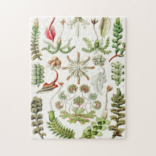Hepaticae Lebermoose von Ernst Haeckel Puzzle (Vertikal)