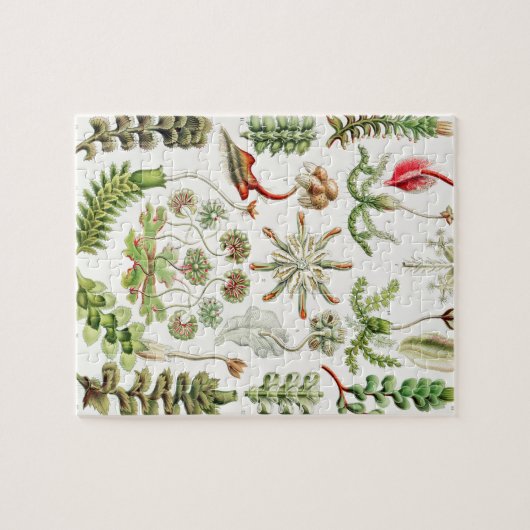 Hepaticae Lebermoose von Ernst Haeckel Puzzle (Horizontal)