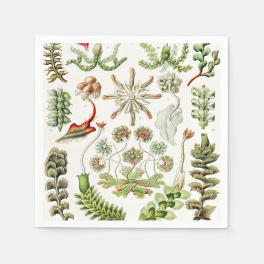 Hepaticae Lebermoose von Ernst Haeckel Serviette (Vorderseite)