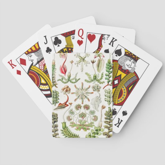 Hepaticae Lebermoose von Ernst Haeckel Spielkarten (Rückseite)