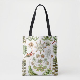 Hepaticae Lebermoose von Ernst Haeckel Tasche