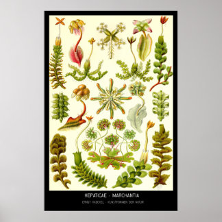 Hepaticae-Marchantia - Plate 82 - Kunstformen der Poster