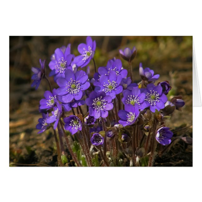 Hepaticas (Vorderseite (Horizontal))
