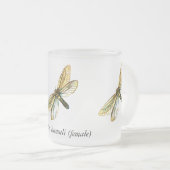 Hepialus humuli women - Ghost Moth oder Ghost Swif Mattglastasse (VorderseiteRechts)