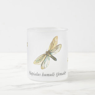 Hepialus humuli women - Ghost Moth oder Ghost Swif Mattglastasse