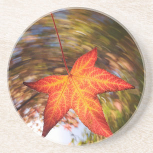 Herabfallendes Blatt von einem Baum im Herbst Getränkeuntersetzer