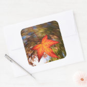 Herabfallendes Blatt von einem Baum im Herbst Quadratischer Aufkleber (Umschlag)