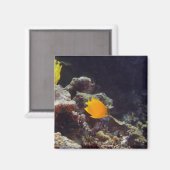 Herald's Angelfish (Centropyge heraldi) schwimmen Magnet (Vorderseite/Rückseite)