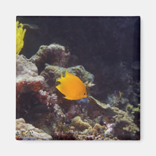 Herald's Angelfish (Centropyge heraldi) schwimmen Magnet (Vorne)