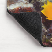 Herald's Angelfish (Centropyge heraldi) schwimmen Mousepad (Ecke)