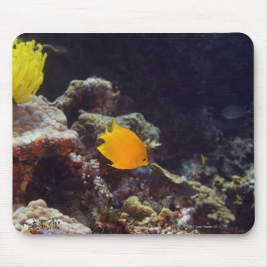 Herald's Angelfish (Centropyge heraldi) schwimmen Mousepad (Vorne)