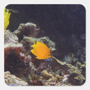 Herald's Angelfish (Centropyge heraldi) schwimmen Quadratischer Aufkleber
