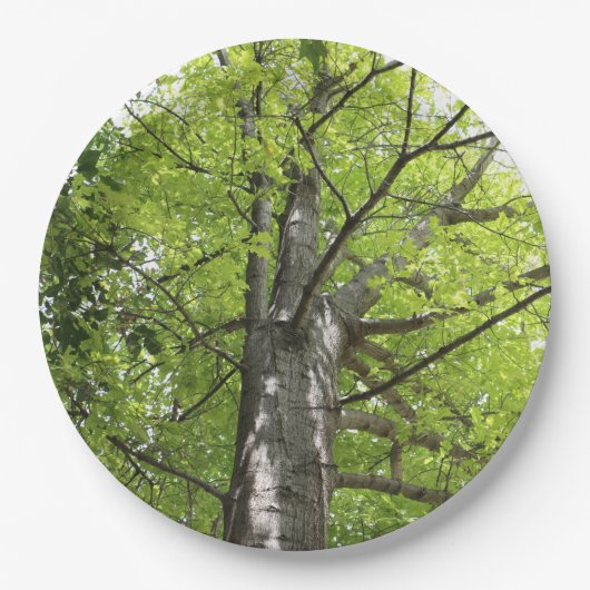 HERAUF DIE EICHE PAPPTELLER (Vorderseite)