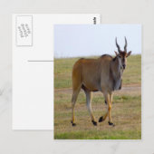 HERAUS FÜR EINEN STROLL POSTKARTE (Vorne/Hinten)