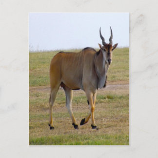 HERAUS FÜR EINEN STROLL POSTKARTE