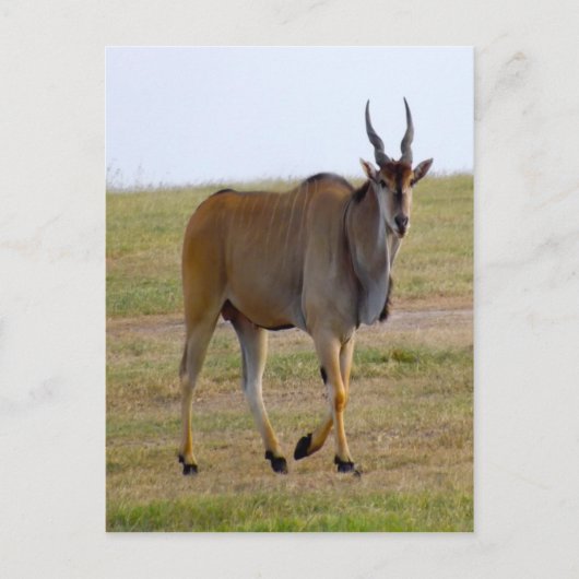 HERAUS FÜR EINEN STROLL POSTKARTE (Vorderseite)